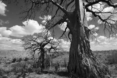 Bare tree on landscape against sky