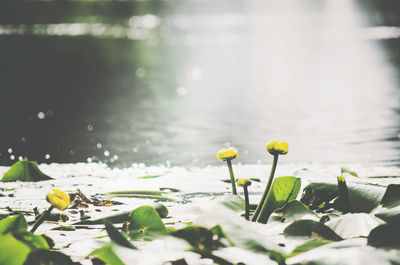 Close-up of yellow flowering plant floating on water