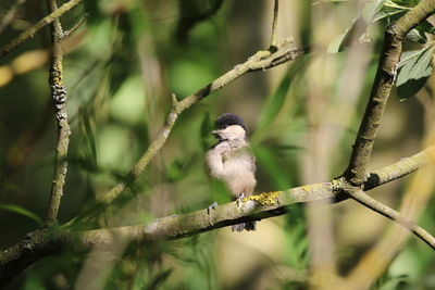 Blackcap bird perching on branch