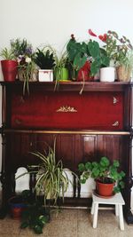 Potted plants in pot