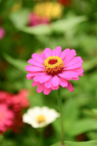 Close-up of white daisy flowers
