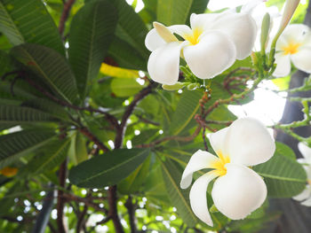 Close-up of white frangipani blooming outdoors