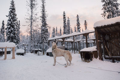 Dog standing on snow field against sky during winter