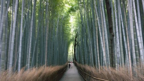 Walkway amidst trees in forest