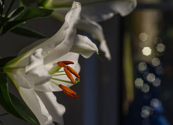 Close-up of white flower