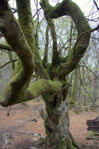 Trees in forest