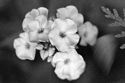 High angle view of flowering plant