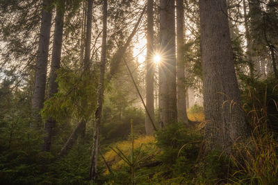 Sunlight streaming through trees in forest