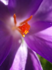 Close-up of purple flower blooming outdoors