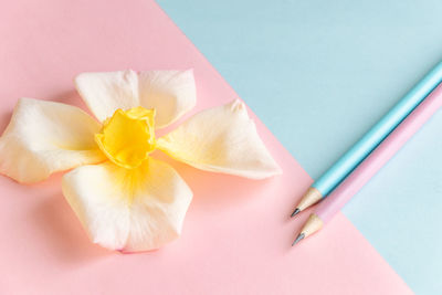 High angle view of pink flower on table