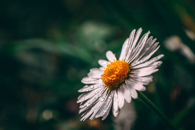 Close-up of white flower