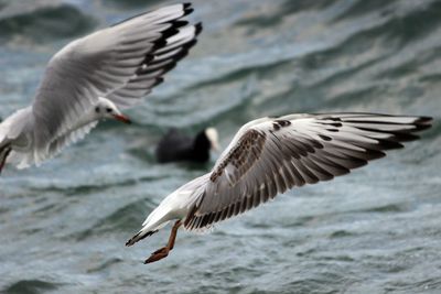 Birds flying over white background