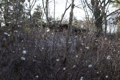 Frozen trees on landscape during winter