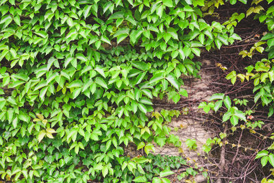 High angle view of ivy growing on field
