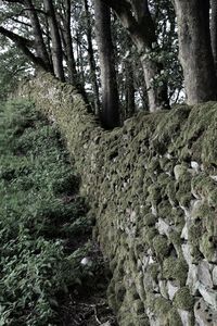 Trees growing in forest