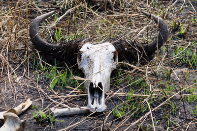 High angle view of animal skull on field