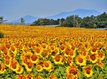 Scenic view of sunflower field against sky