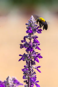 Close-up of bee pollinating on purple flower