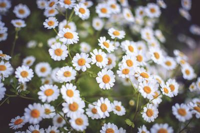 Close-up of white daisy flowers