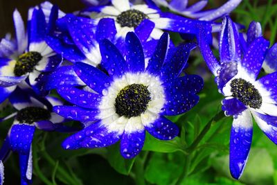 Close-up of raindrops on purple flowering plant