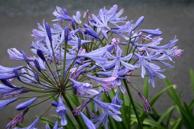 Close-up of purple flowers blooming outdoors