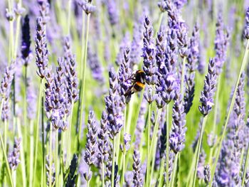 Close-up of bee pollinating on purple flowering plants