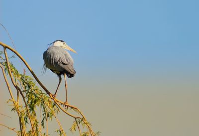 Low angle view of bird perching on plant against clear sky