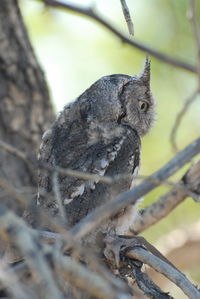 Close-up of owl perching on branch