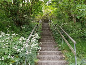 Staircase amidst trees in forest