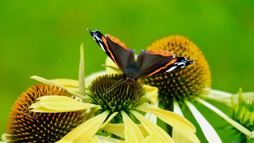 Close-up of butterfly perching on flower