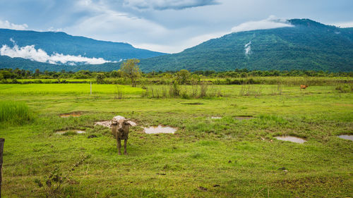 View of sheep on grassy field