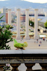 Close-up of bird perching on city against sky