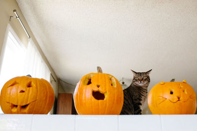 Tabby cat viewed behind three carved pumpkins