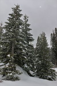 Trees on snow covered landscape