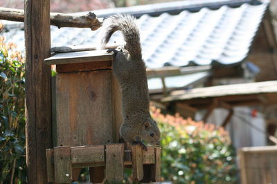 Squirrel on wooden structure