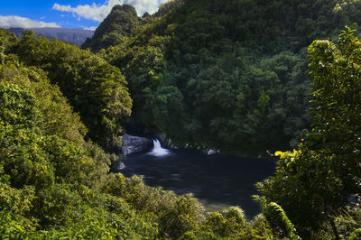 Scenic view of waterfall in forest