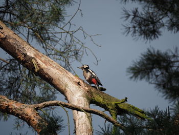 Bird perching on a tree