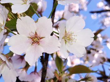 Close-up of cherry blossoms in spring
