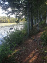 Scenic view of lake in forest