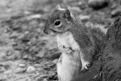 Close-up of squirrel