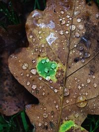 Close-up of raindrops on leaves