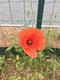 Close-up of red poppy flower