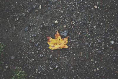 High angle view of maple leaf