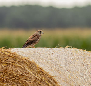 Close-up of a bird