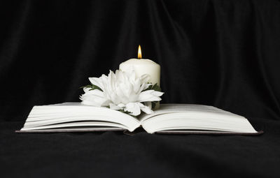 Close-up of white flower on table