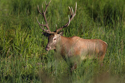 Red deer from kopacki rit, croatia