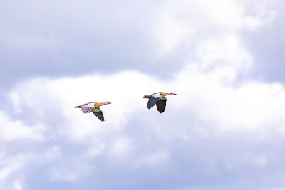 Two showy ducks fly synchronously side by side in winter