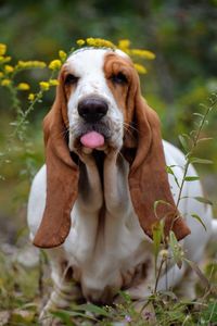 Close-up portrait of a dog