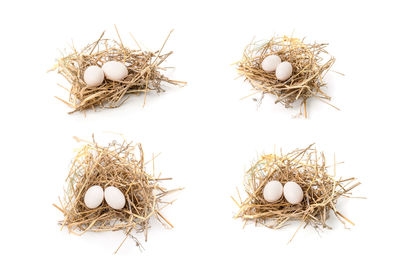 Close-up of eggs in nest against white background