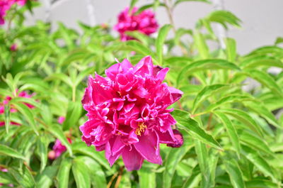 Close-up of pink flowering plant